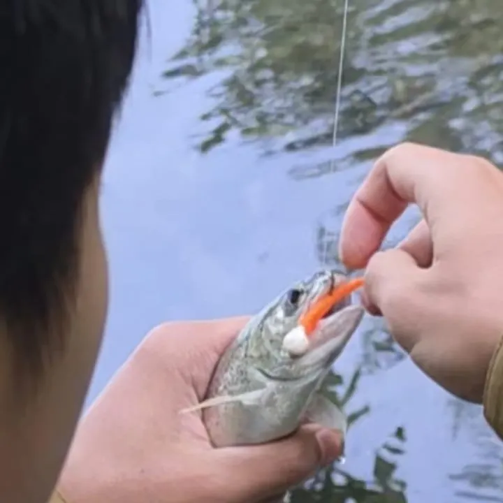 Rainbow trout caught on Fishbrain