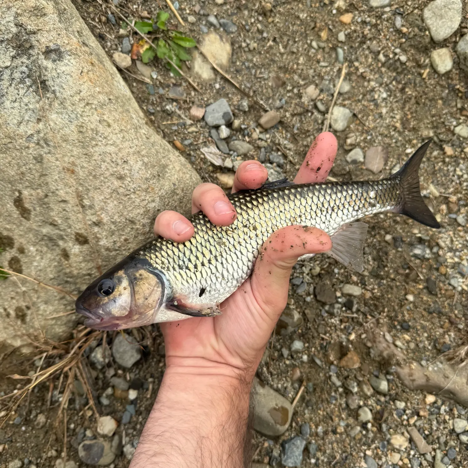 Fallfish caught on Fishbrain