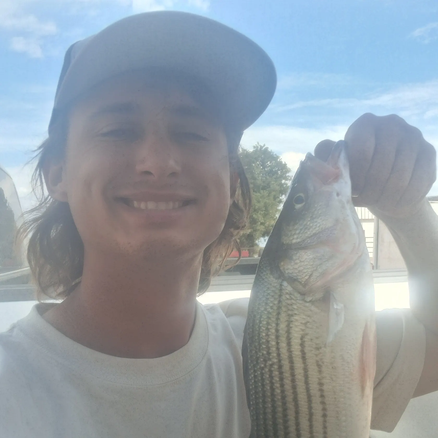 Striped bass caught on Fishbrain