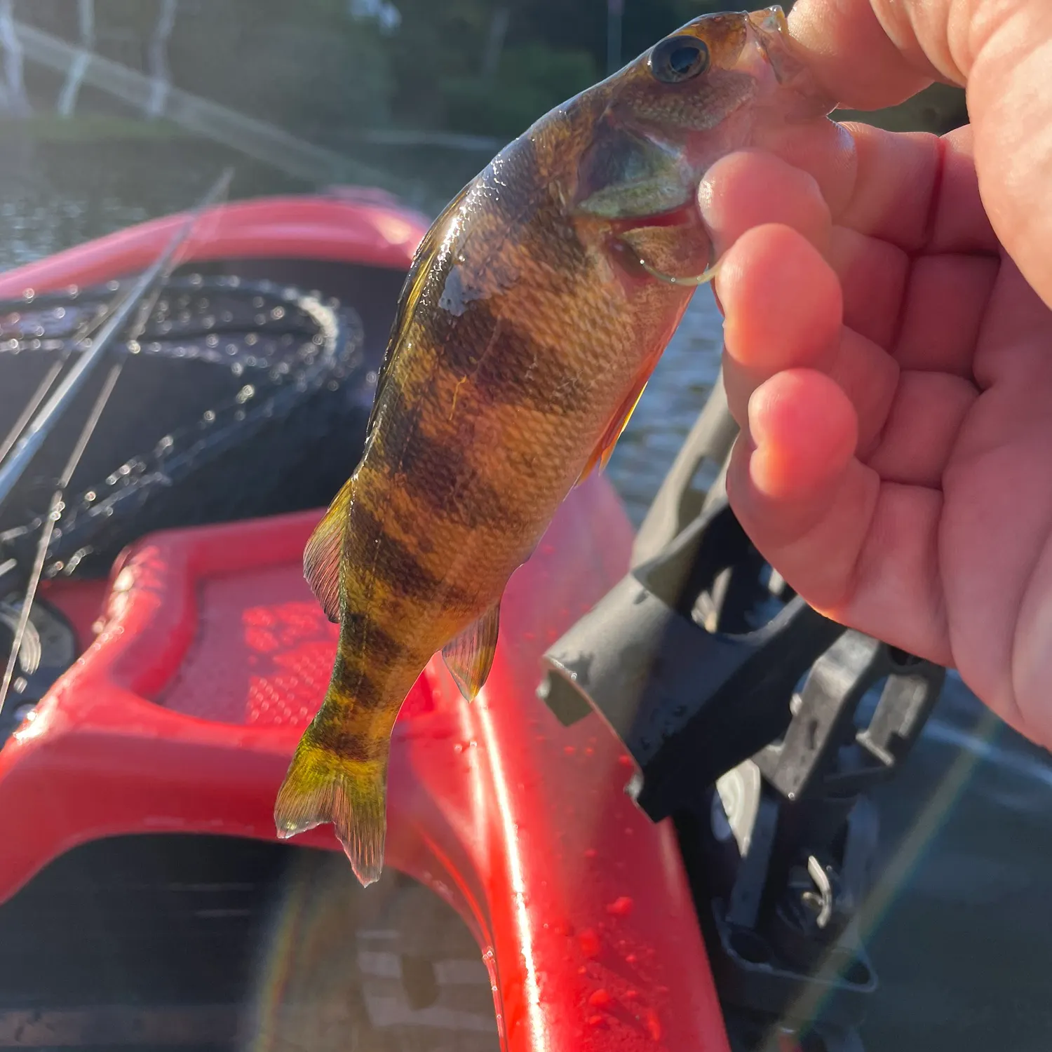 Yellow perch caught on Fishbrain