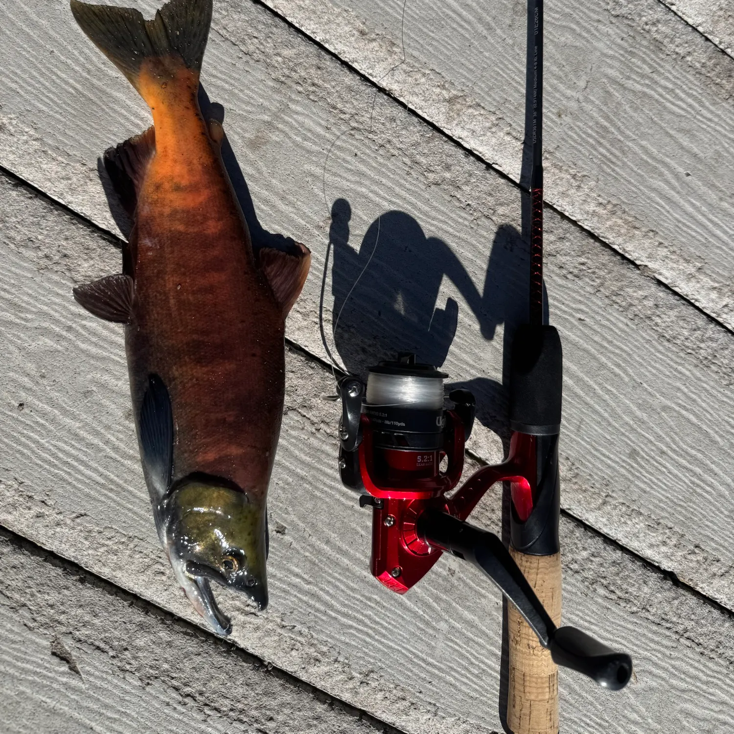 Kokanee salmon caught on Fishbrain