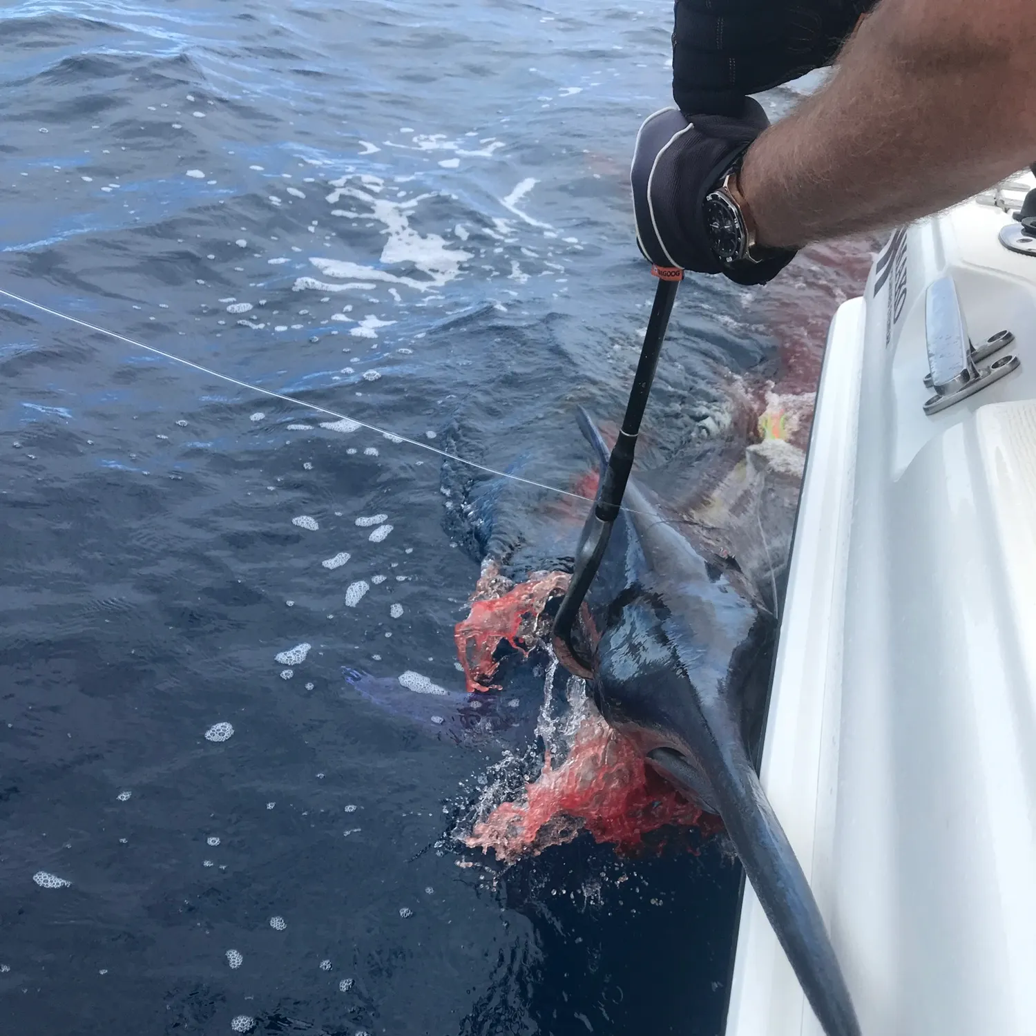The most recent Striped marlin catches on Fishbrain