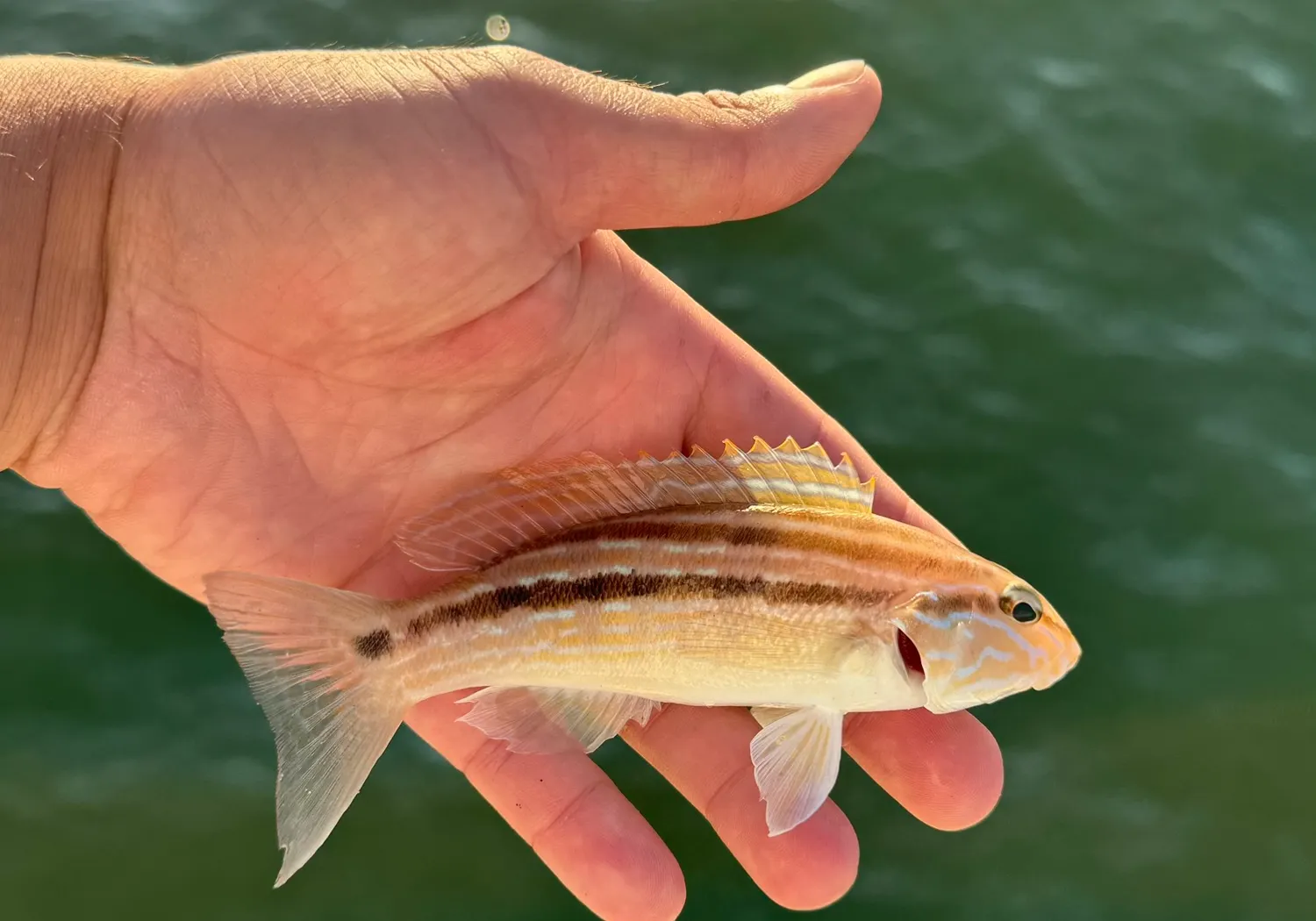 Sand perch