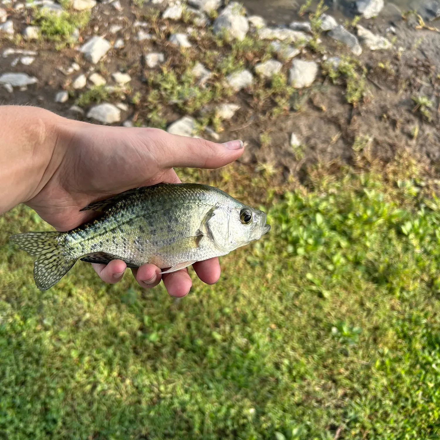 Black crappie caught on Fishbrain