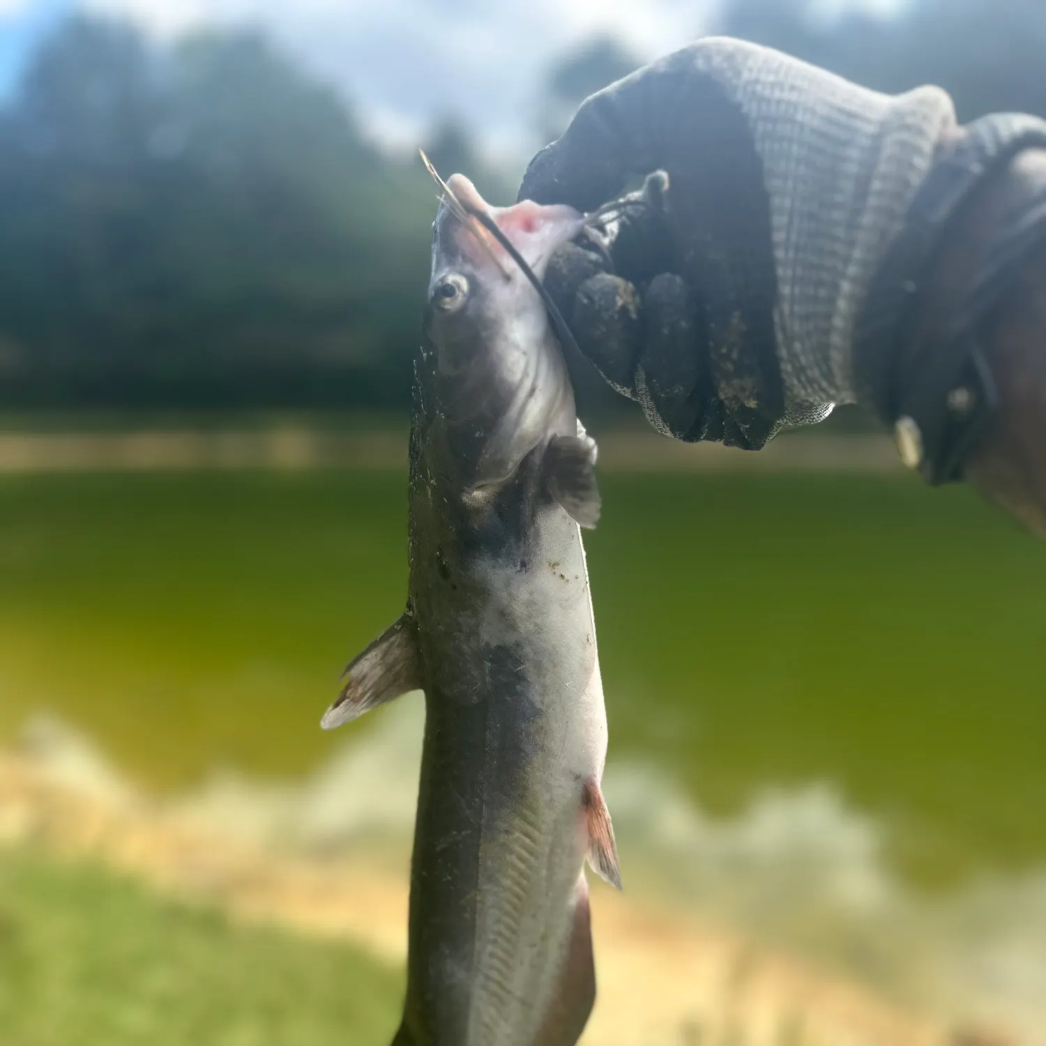 Channel catfish caught on Fishbrain