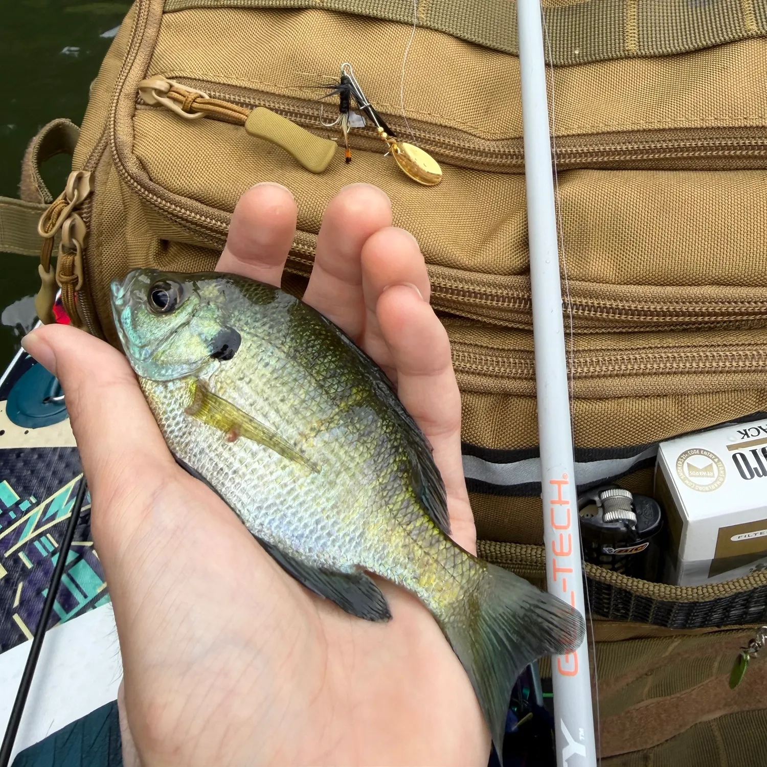recently logged catches