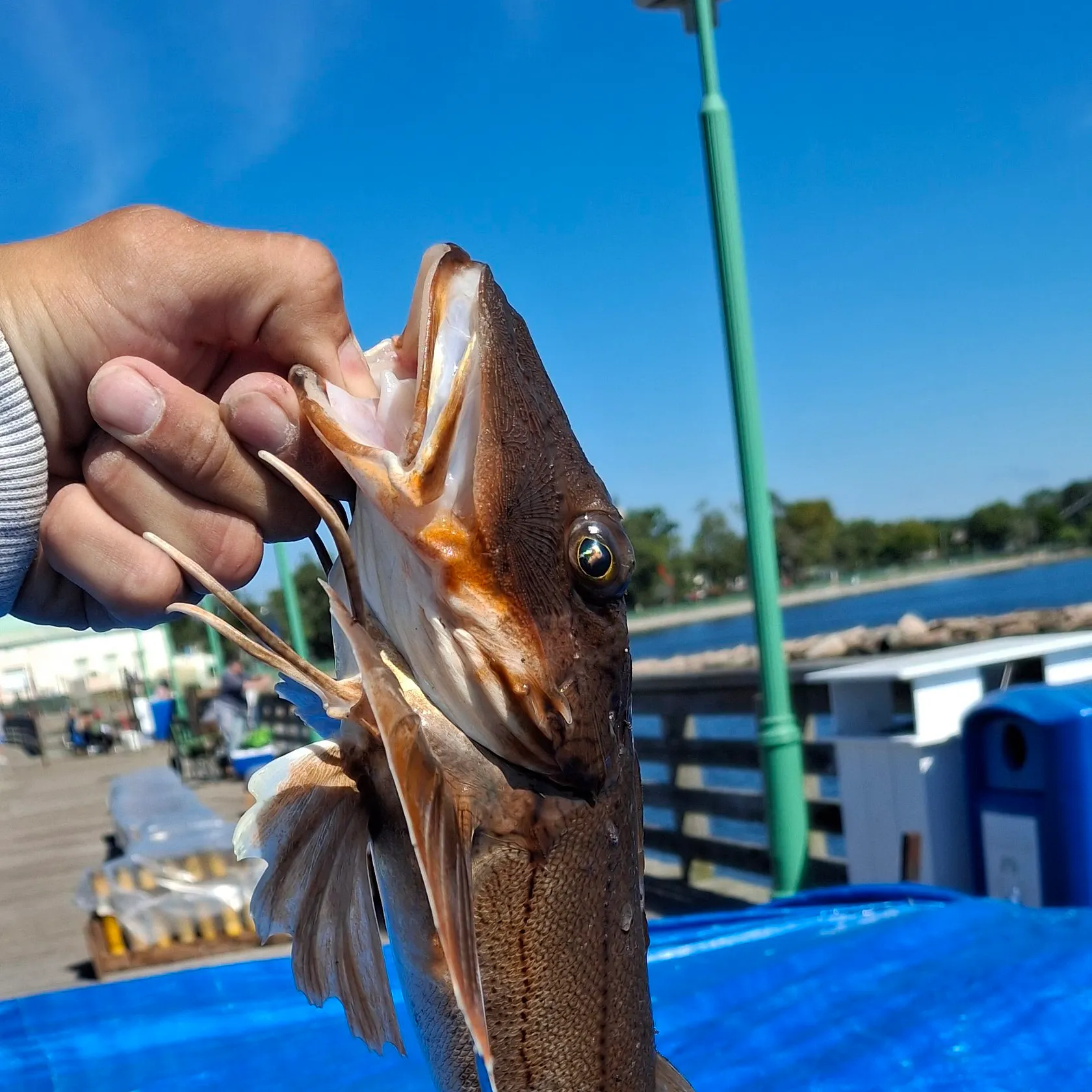 catch