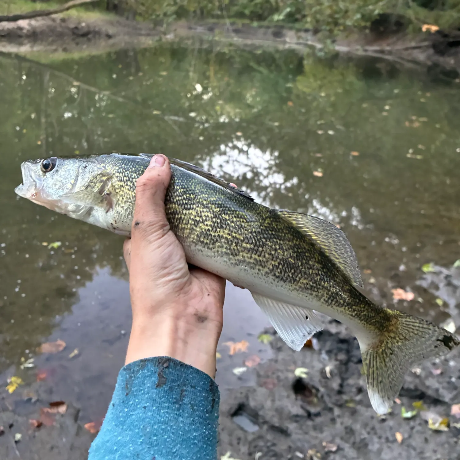 Walleye caught on Fishbrain