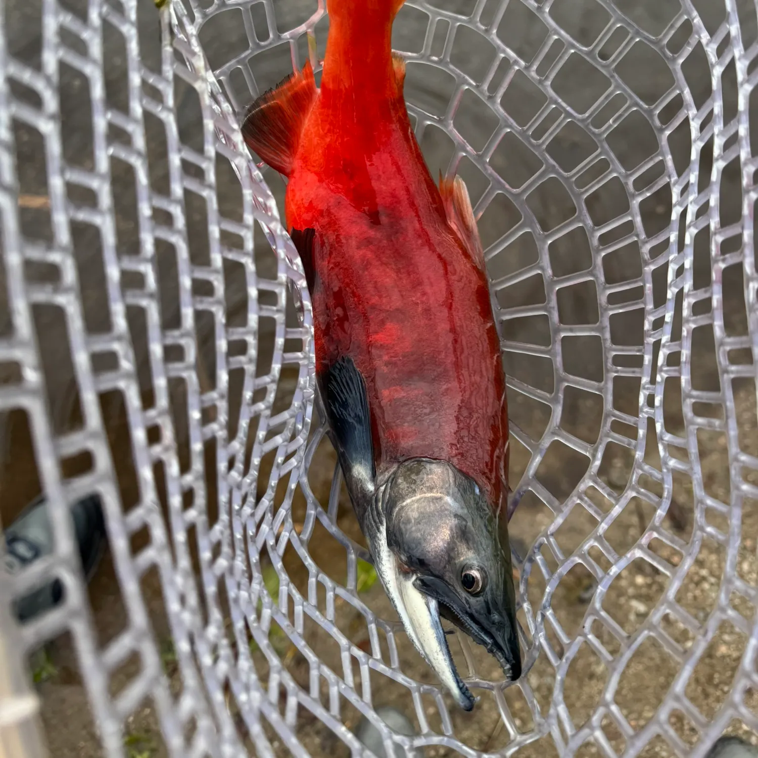 Kokanee salmon caught on Fishbrain