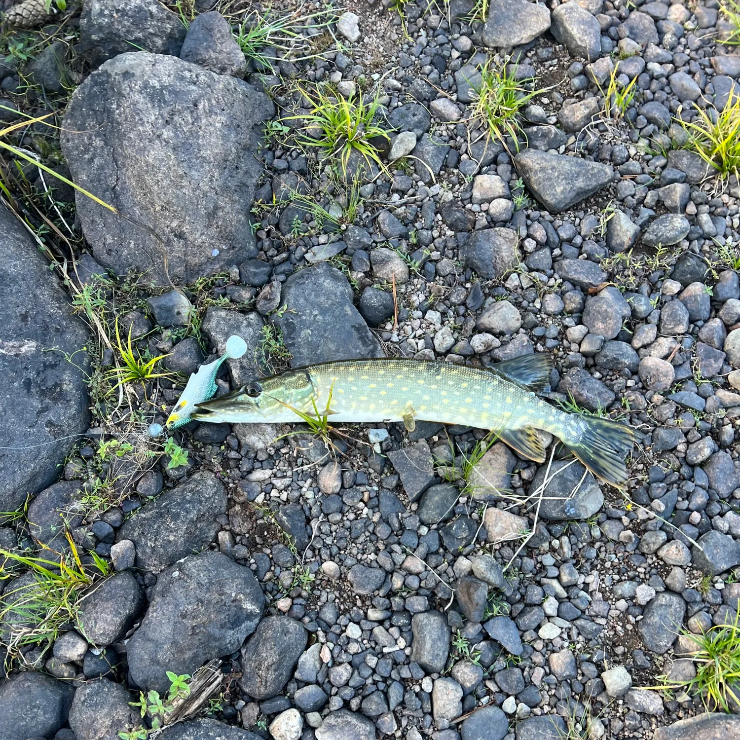 Northern pike caught on Fishbrain