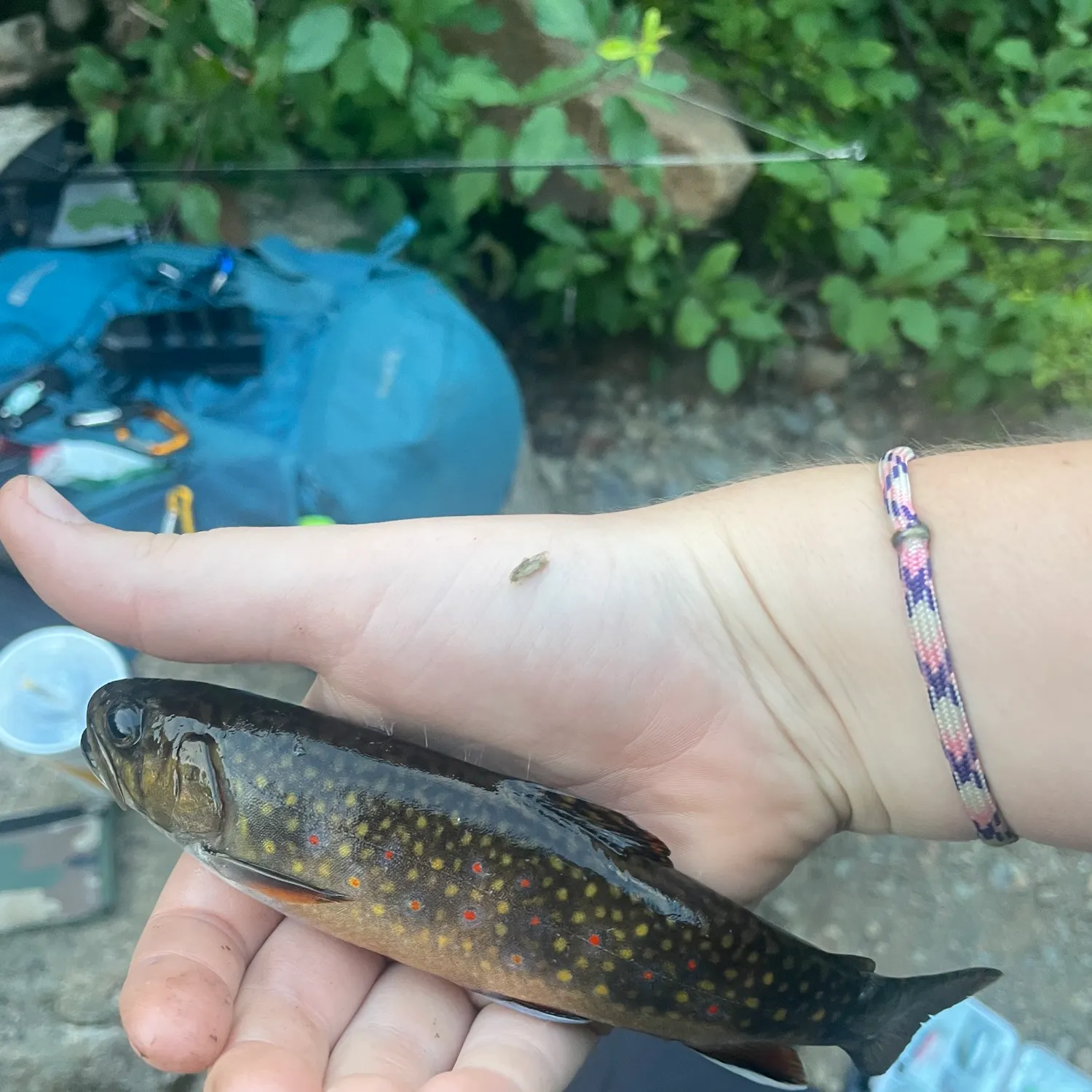Brook trout caught on Fishbrain