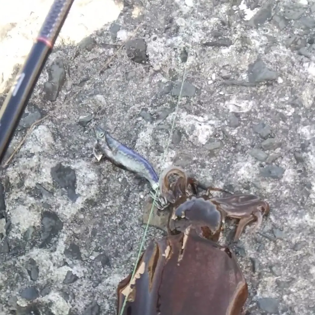 Southern calamari caught on Fishbrain