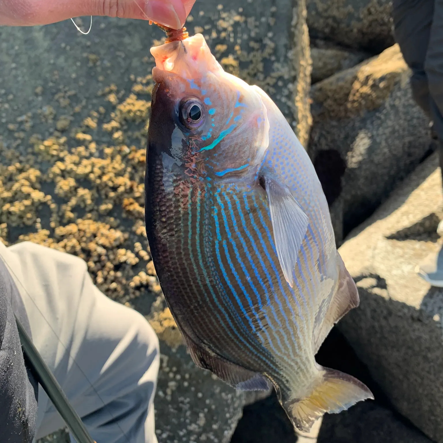 The most recent Striped seaperch catches on Fishbrain