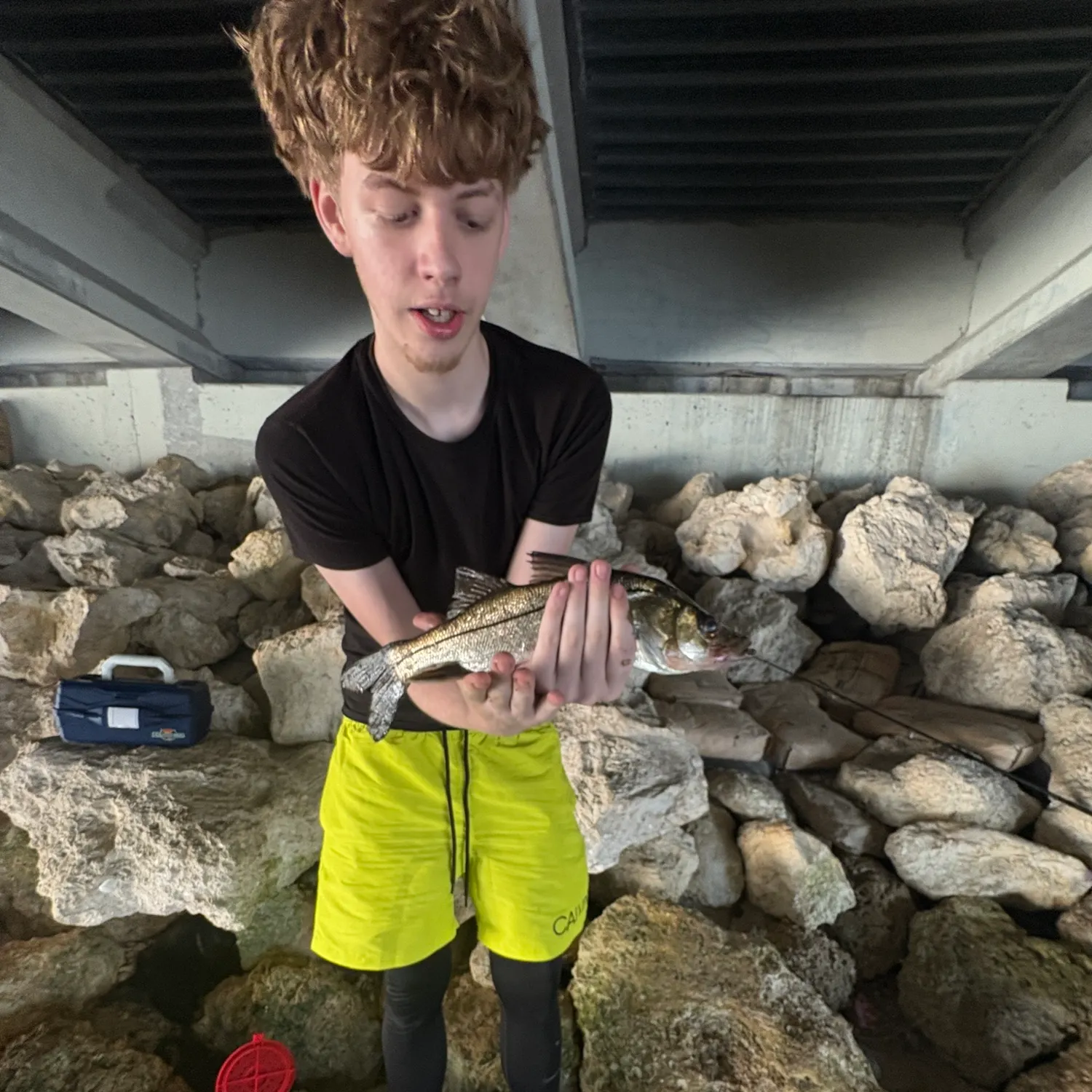 The most recent Fat snook catches on Fishbrain