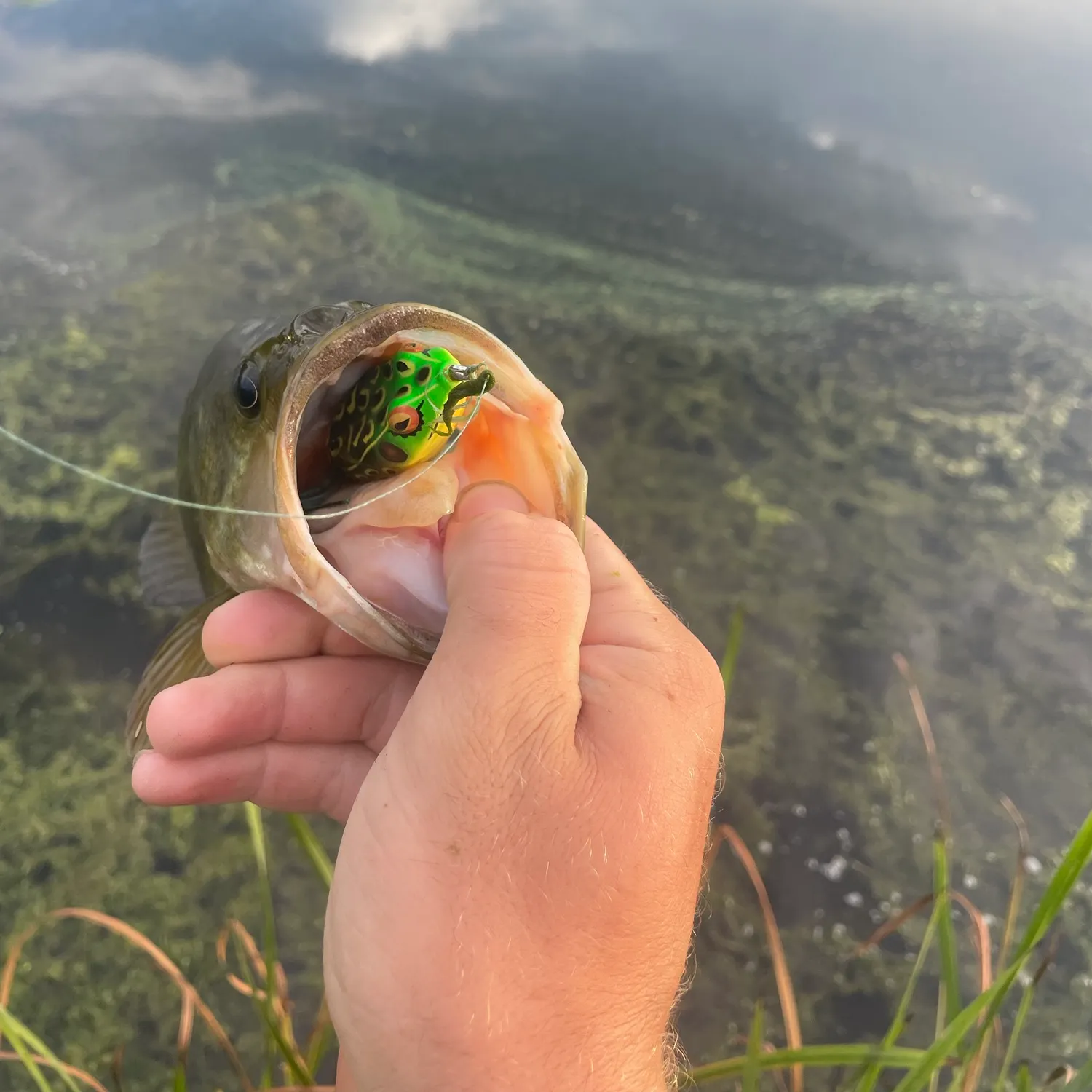 Fish caught on Fishbrain
