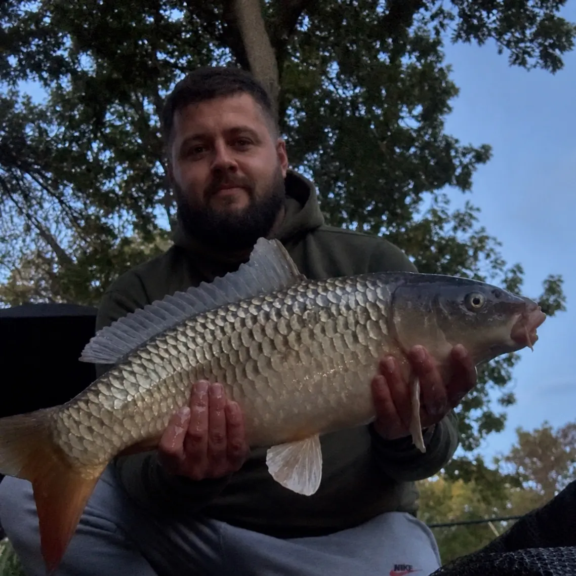 Common carp caught on Fishbrain