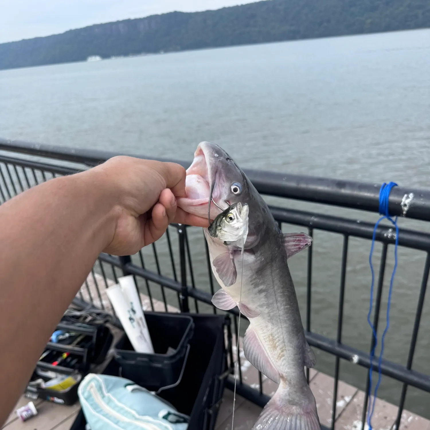 Channel catfish caught on Fishbrain