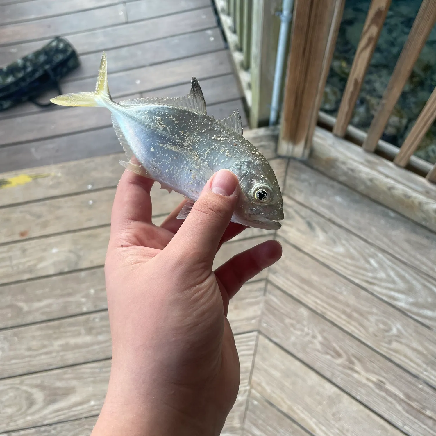 The most recent Bar jack catches on Fishbrain