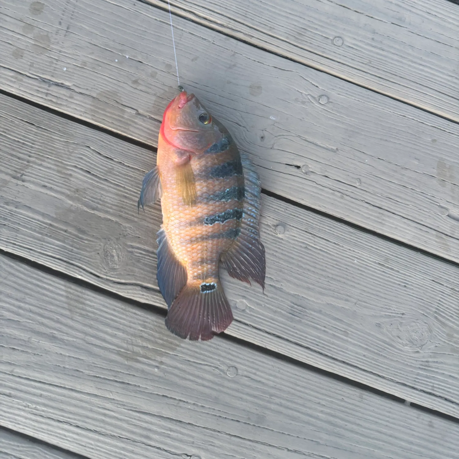 Mayan cichlid caught on Fishbrain