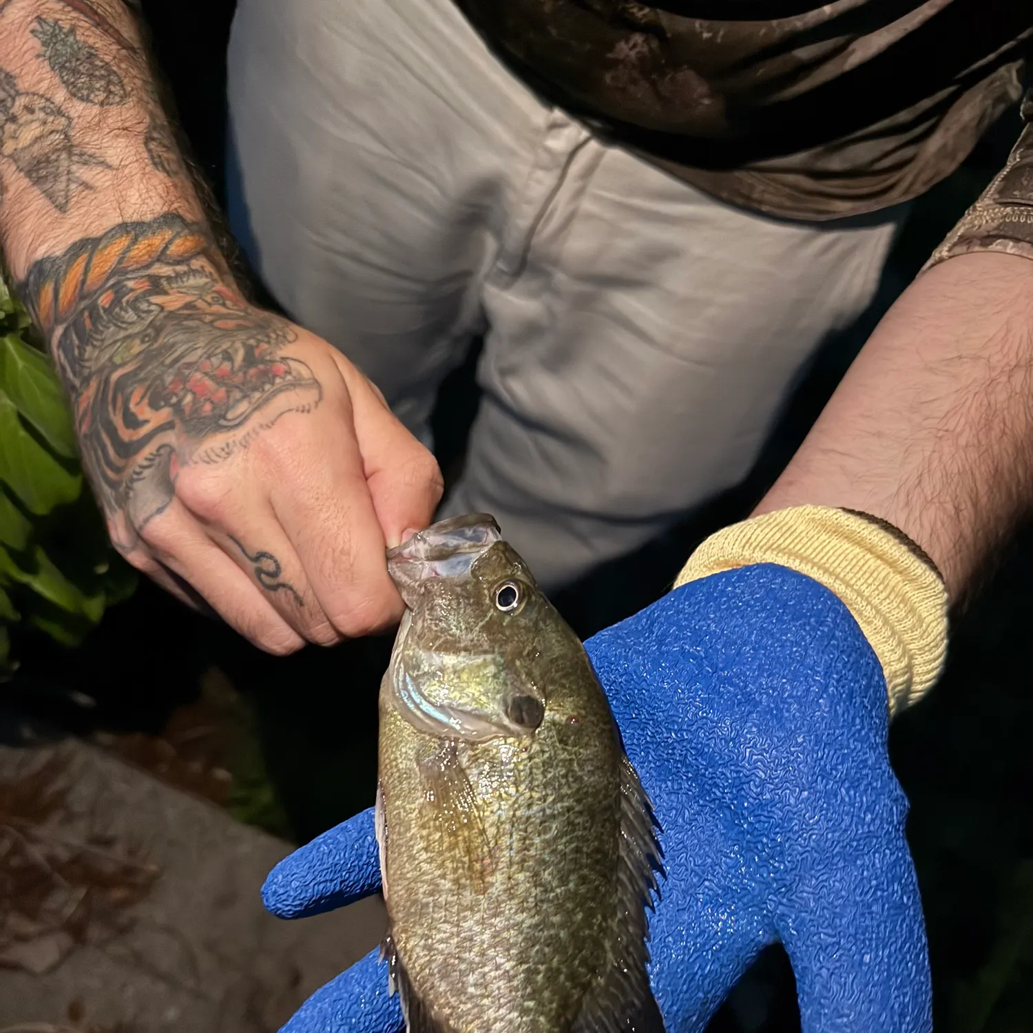 recently logged catches