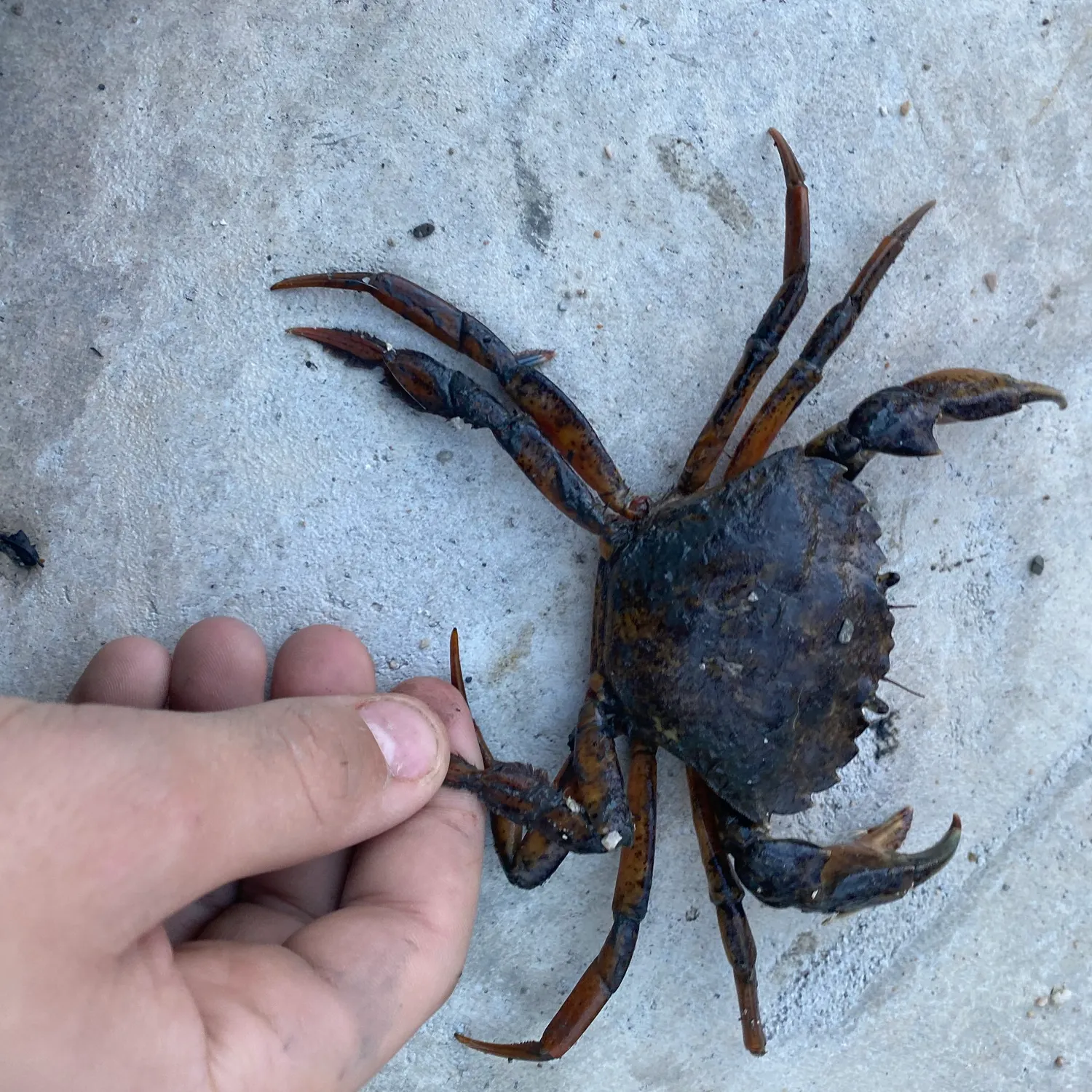 The most recent Green crab catches on Fishbrain