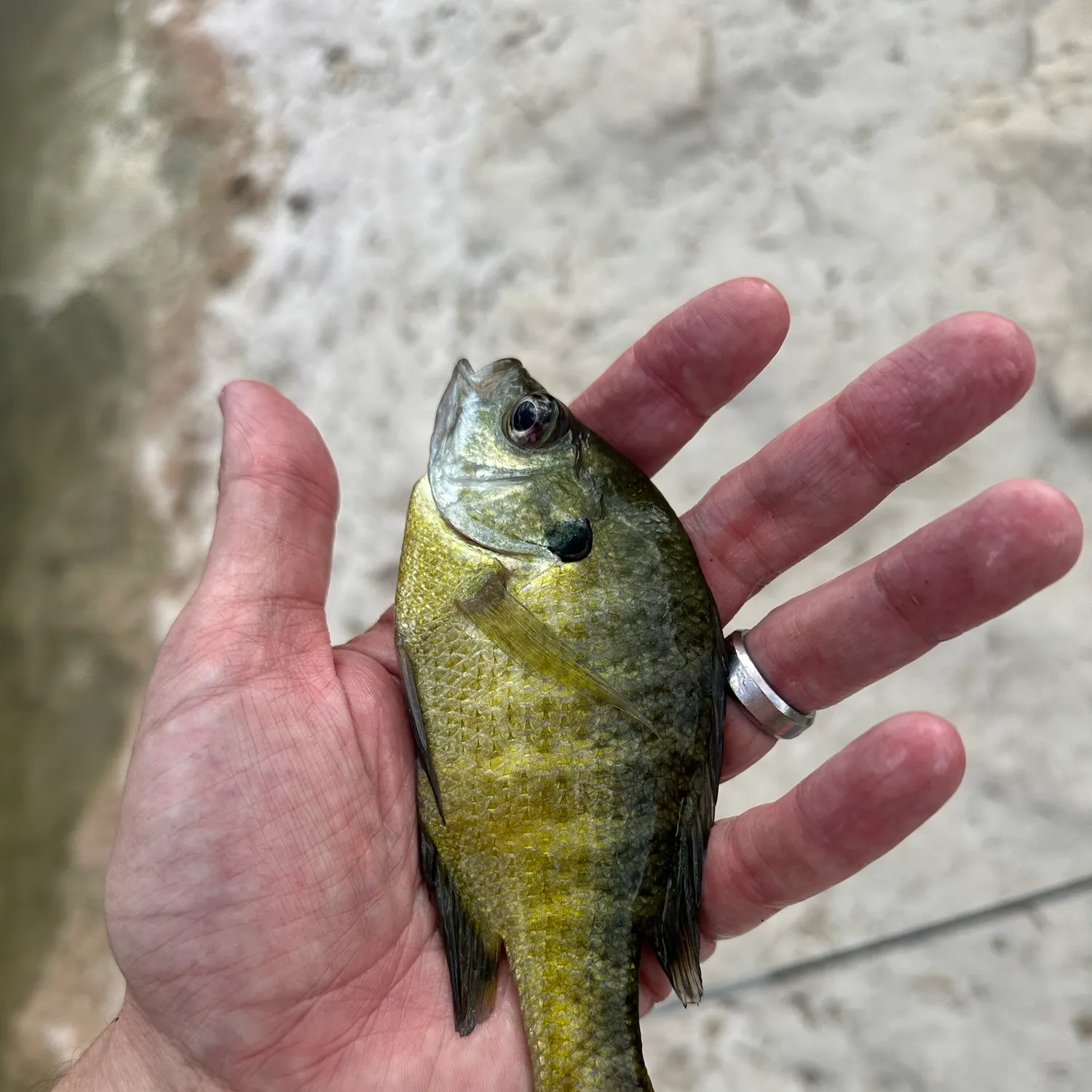 Bluegill caught on Fishbrain
