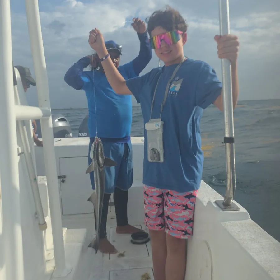 The most recent Live sharksucker catches on Fishbrain
