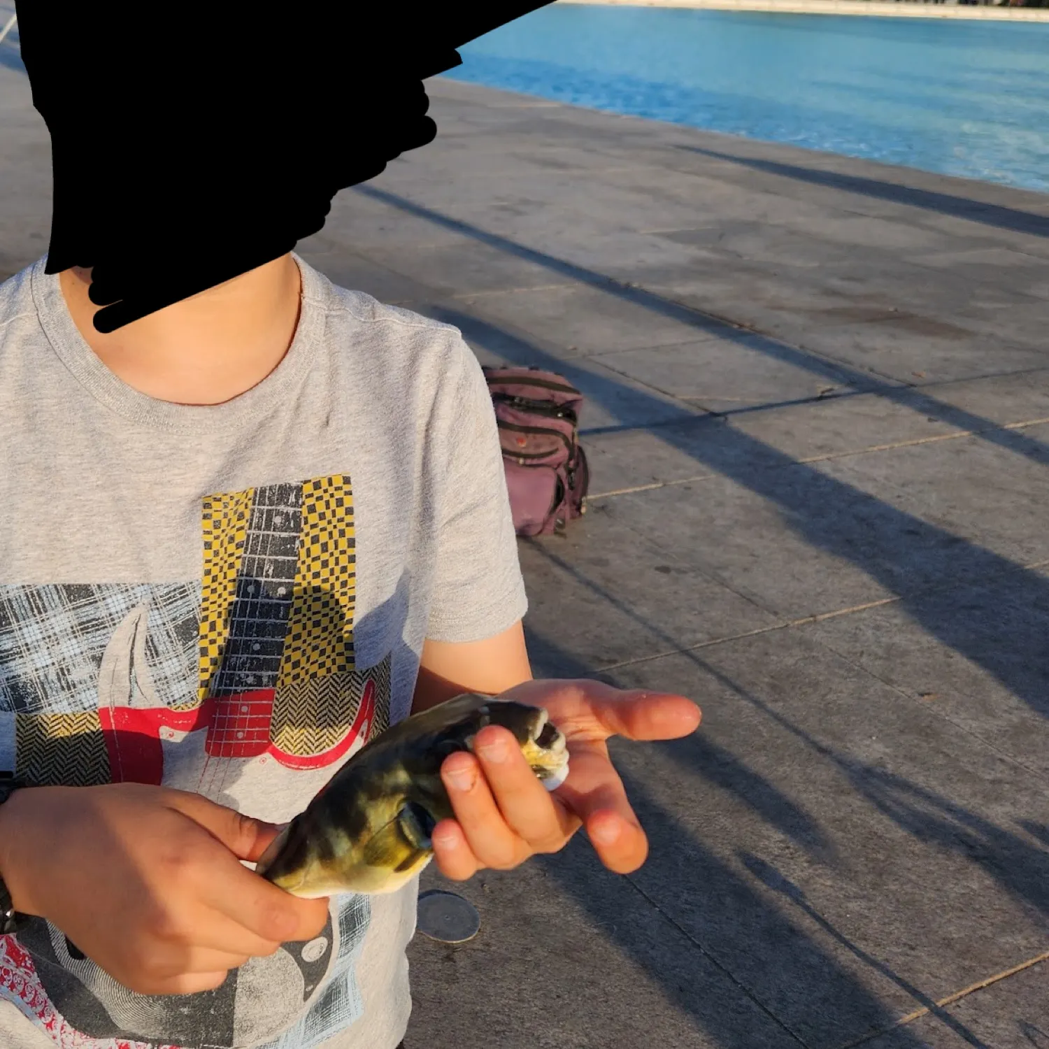 The most recent Half-smooth golden pufferfish catches on Fishbrain
