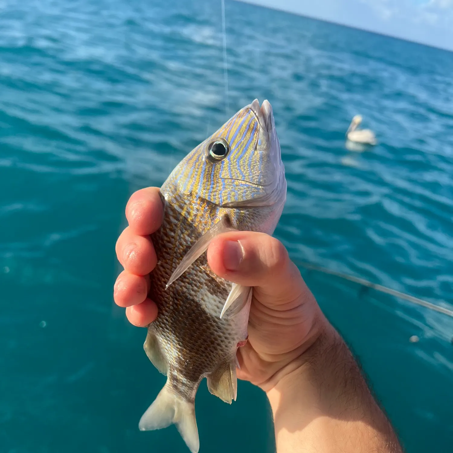 The most recent White grunt catches on Fishbrain