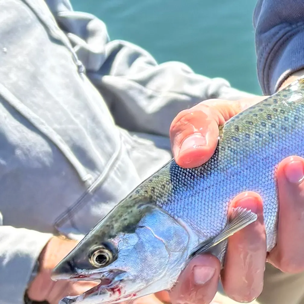 Coho salmon caught on Fishbrain