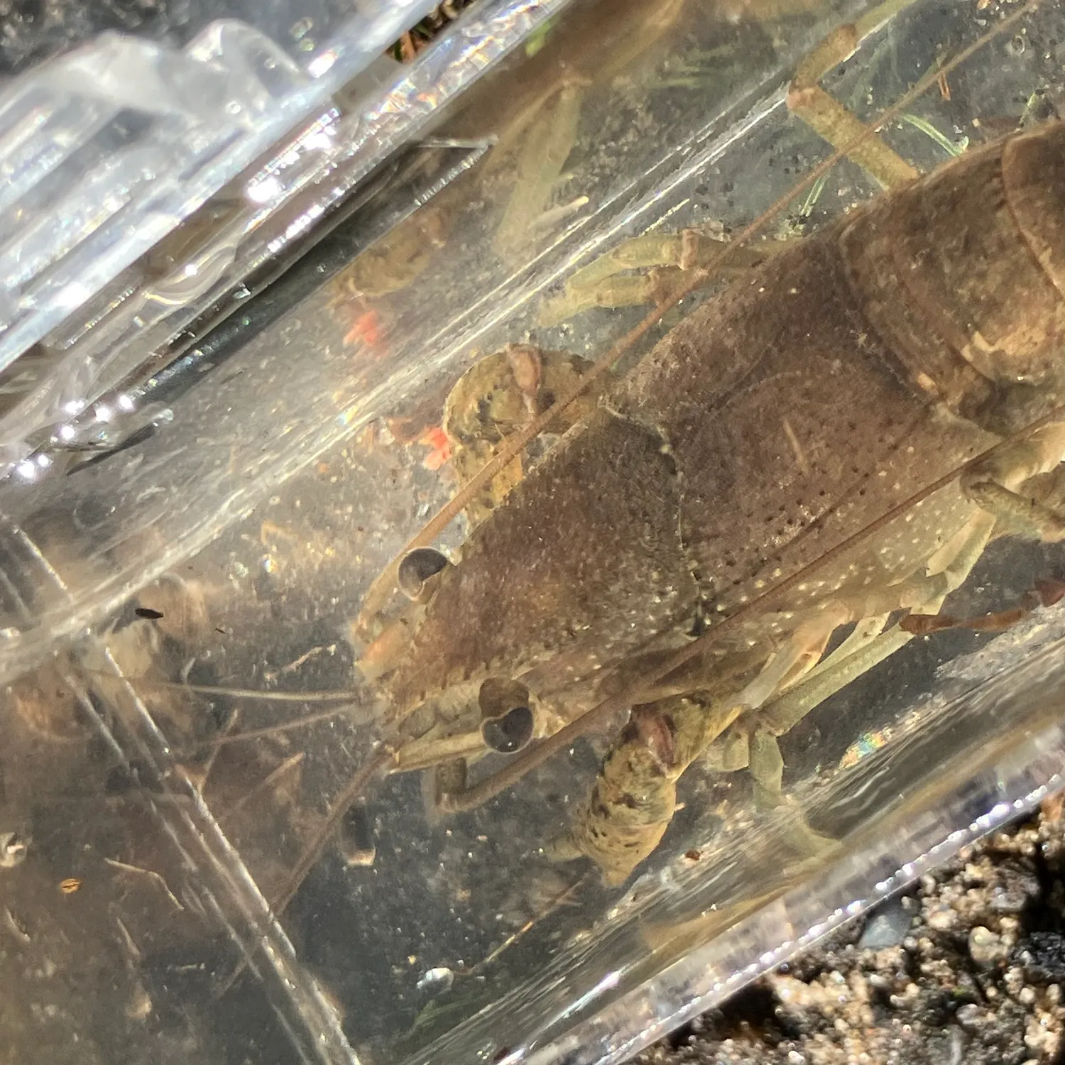 The most recent Red swamp crayfish catches on Fishbrain