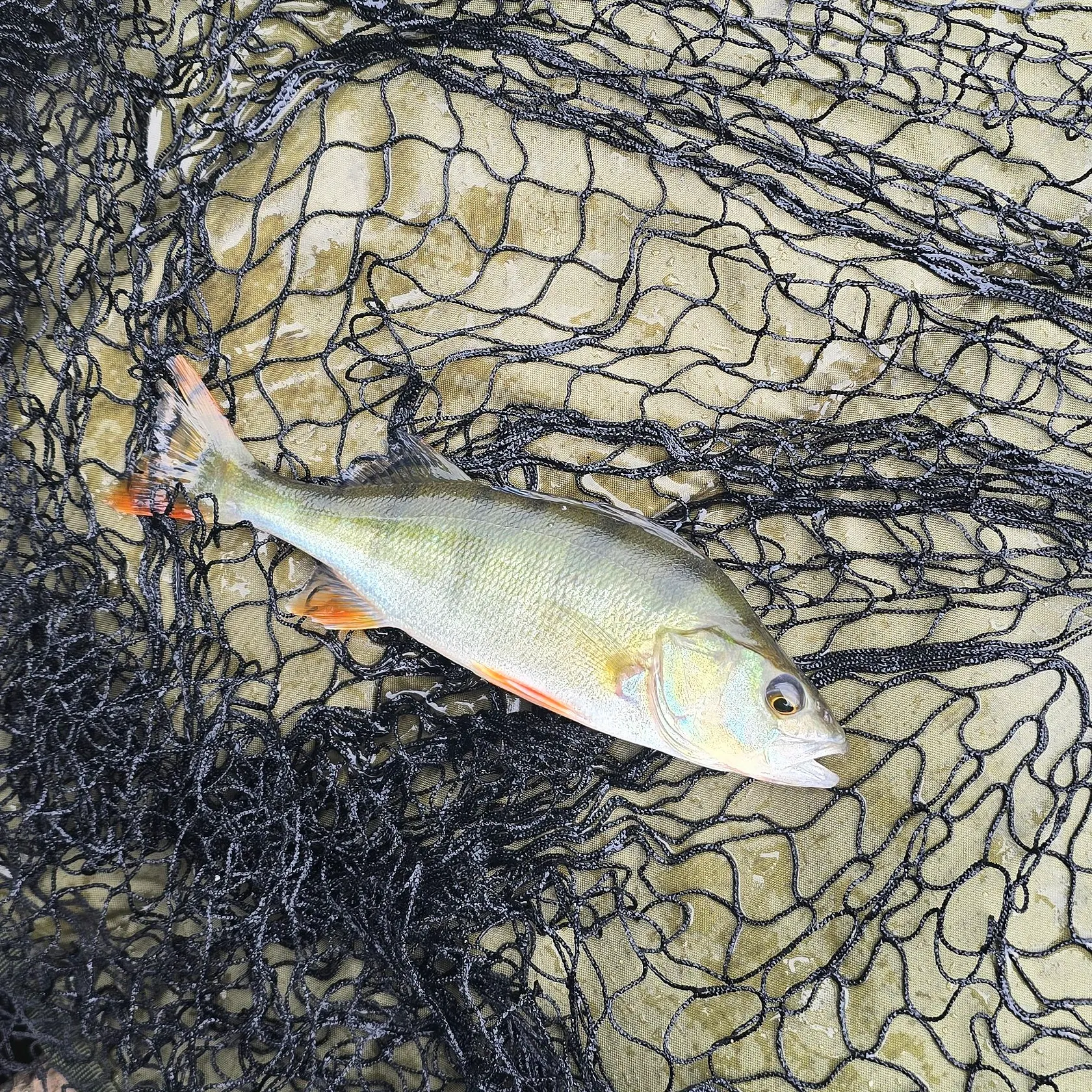 European perch caught on Fishbrain