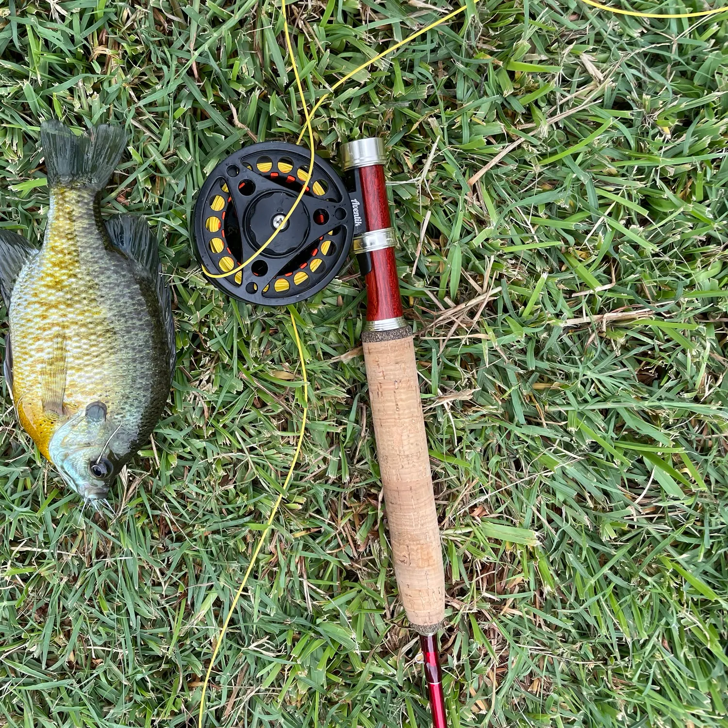Bluegill caught on Fishbrain
