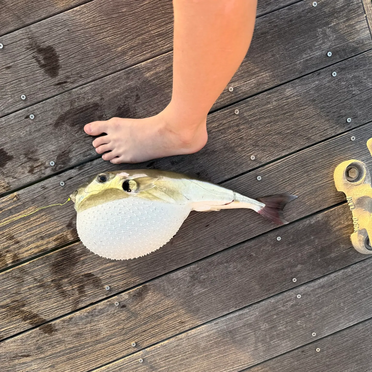 The most recent Oceanic puffer catches on Fishbrain