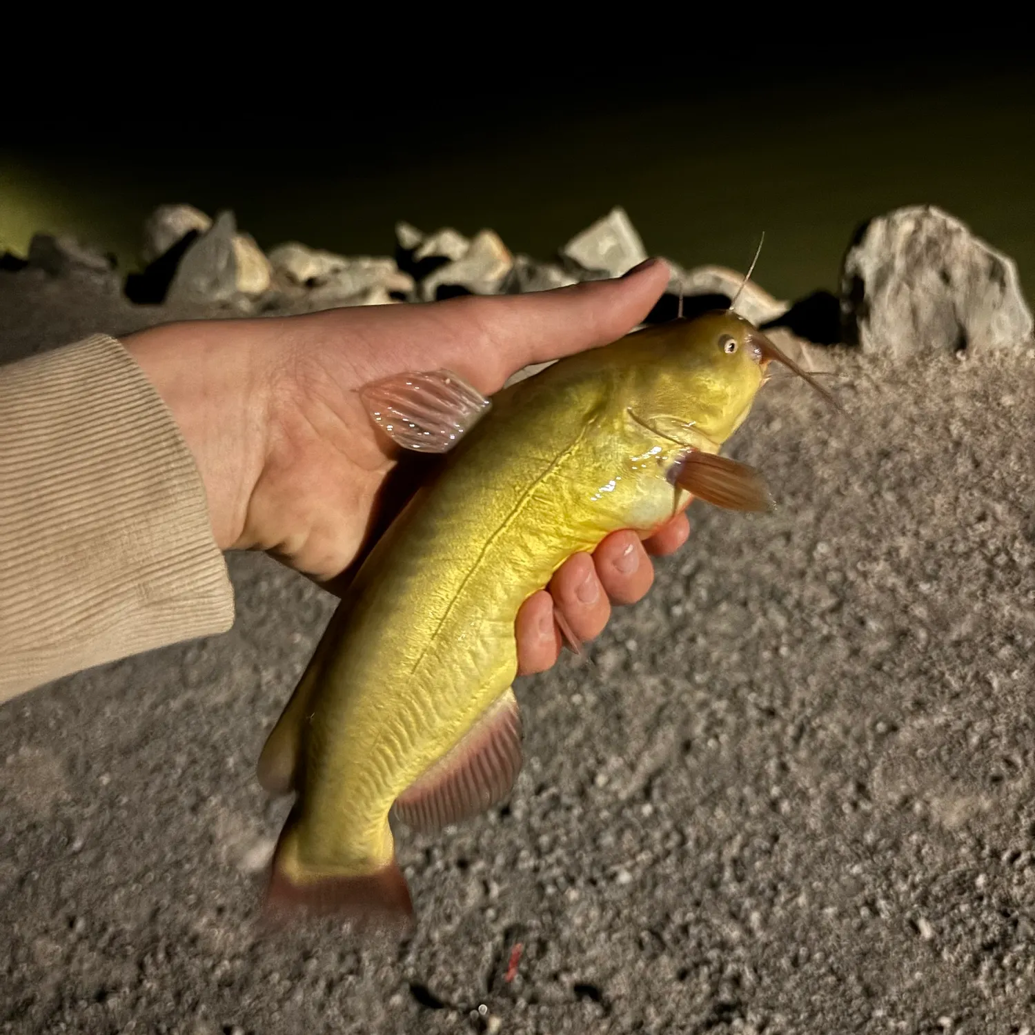 Yellow bullhead caught on Fishbrain
