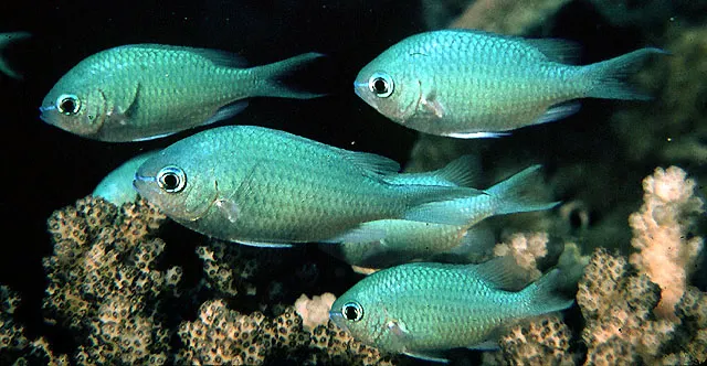 Blue green damselfish
