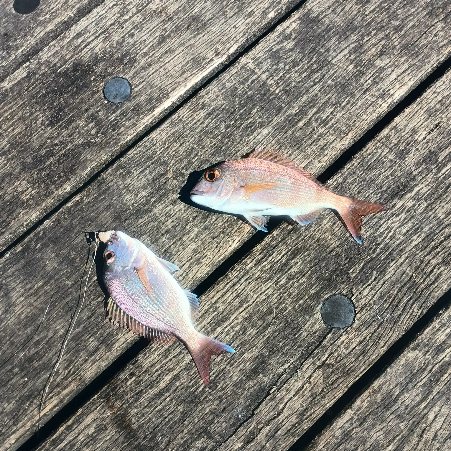 The most recent Australasian snapper catches on Fishbrain
