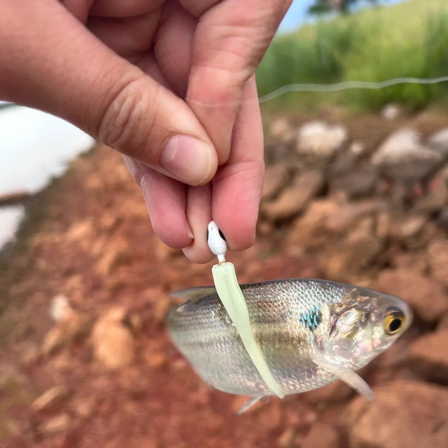 The most recent American gizzard shad catches on Fishbrain