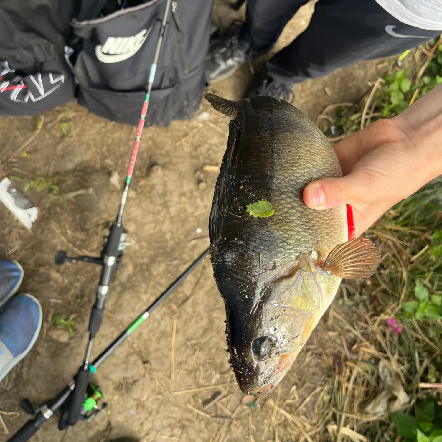 European perch caught on Fishbrain