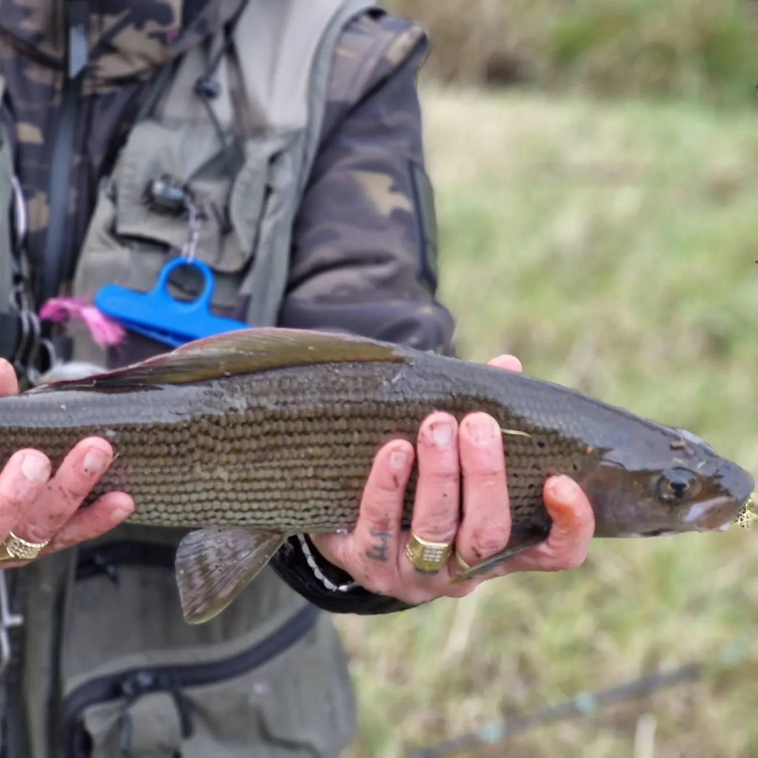 The most recent European grayling catches on Fishbrain