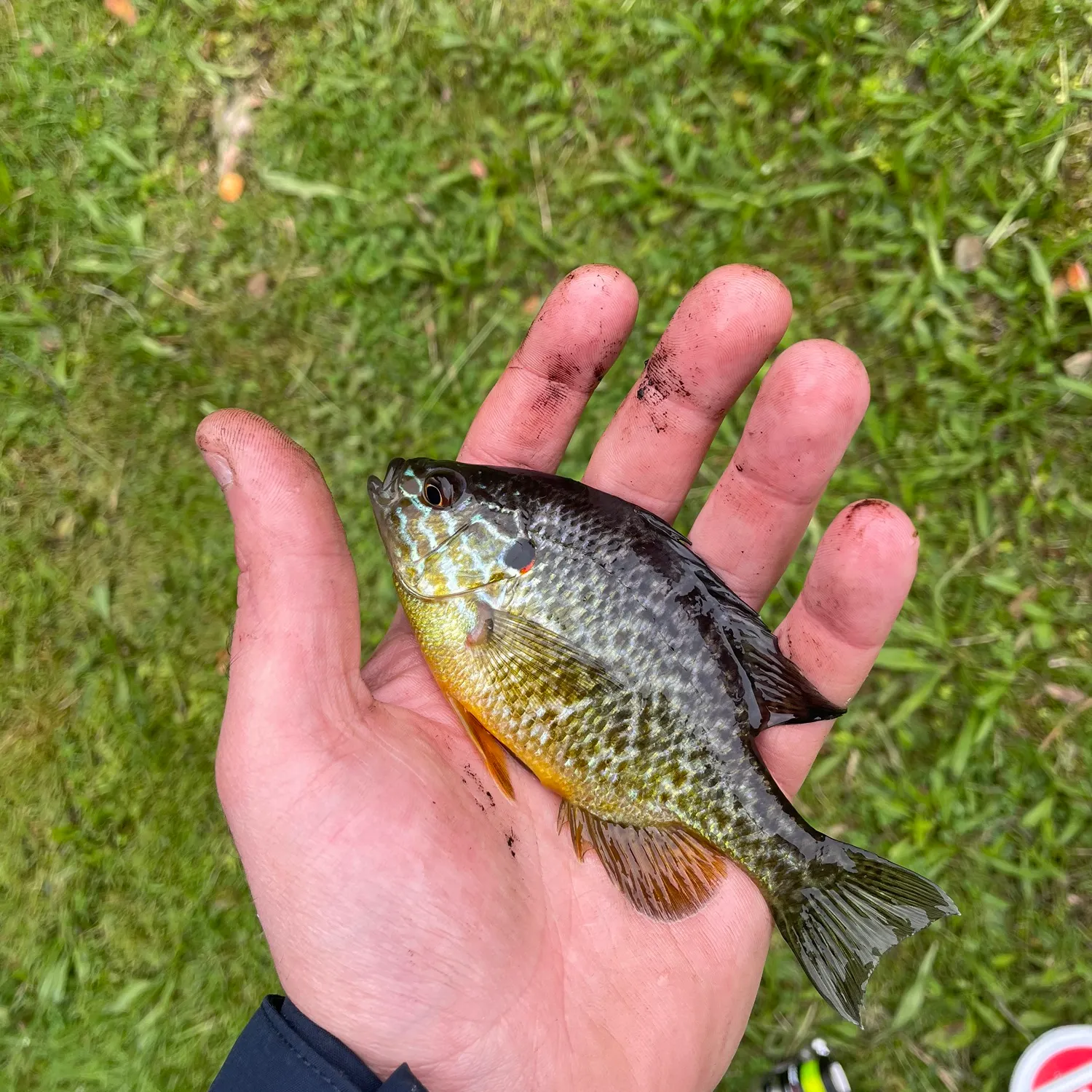 Pumpkinseed caught on Fishbrain