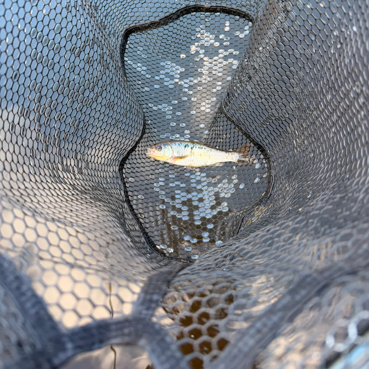 Common shiner caught on Fishbrain