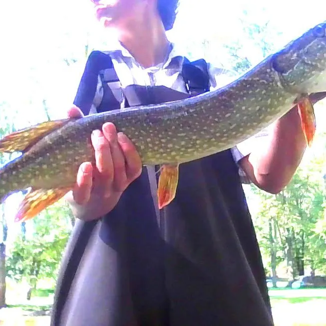 Northern pike caught on Fishbrain