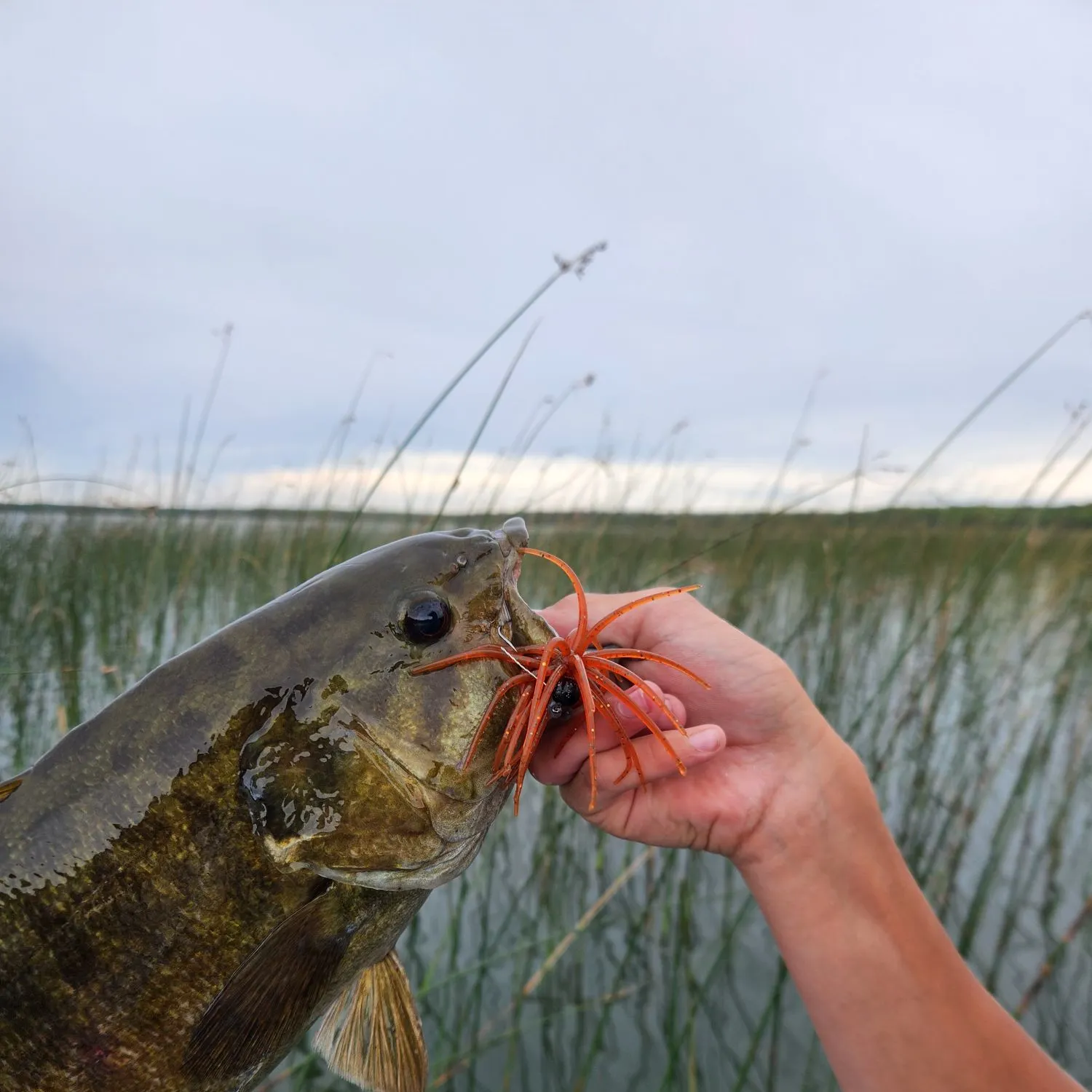 Smallmouth bass caught on Fishbrain