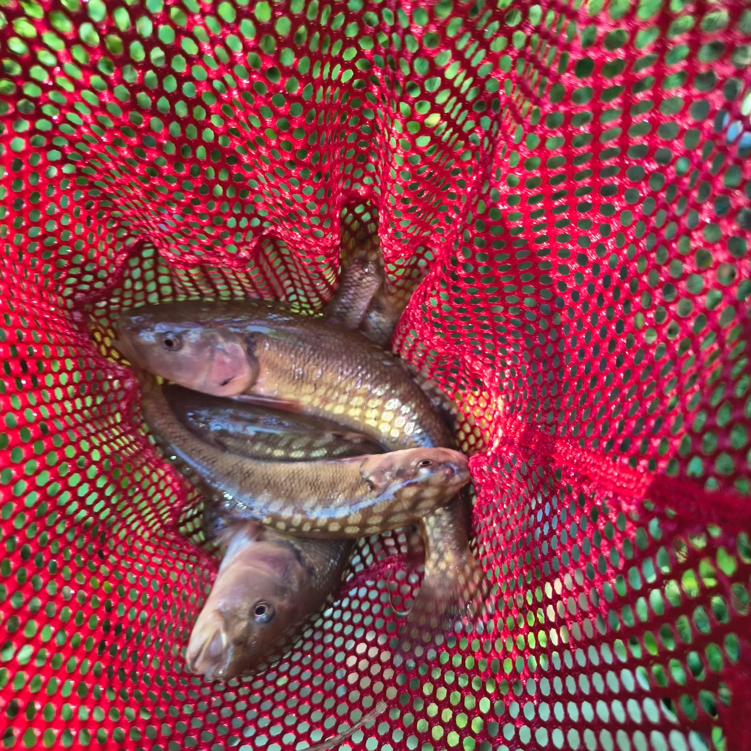 Creek chub caught on Fishbrain