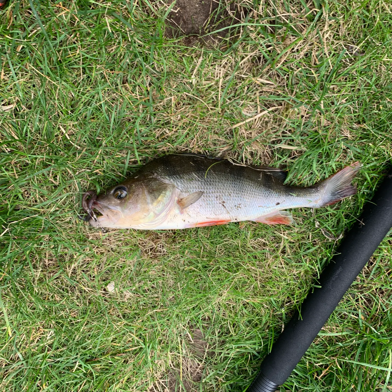 European perch caught on Fishbrain