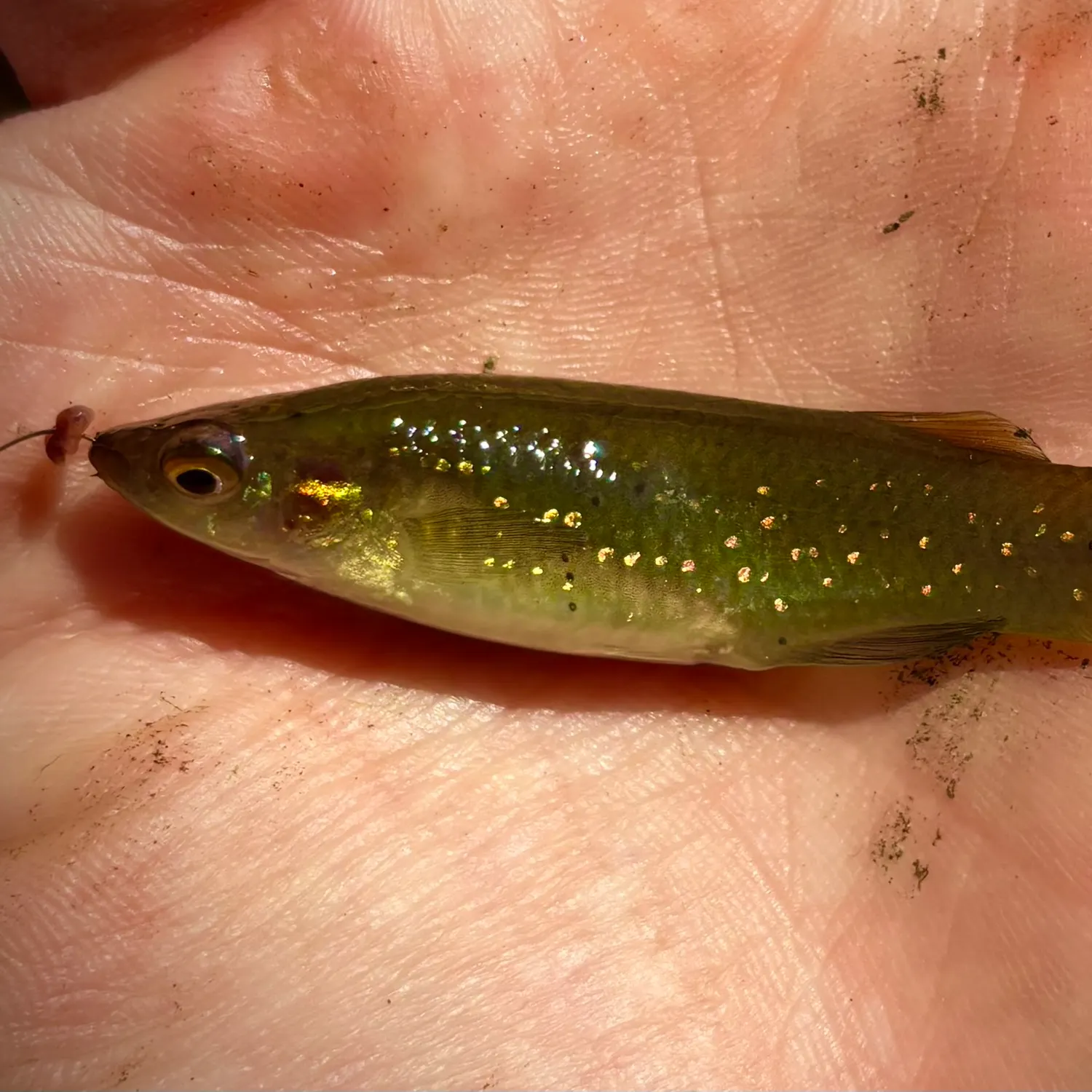 The most recent Golden topminnow catches on Fishbrain