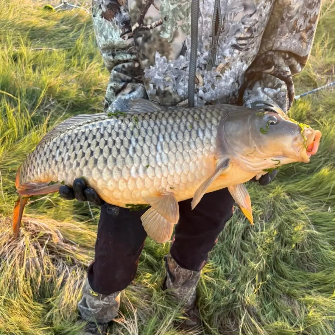 Common carp caught on Fishbrain