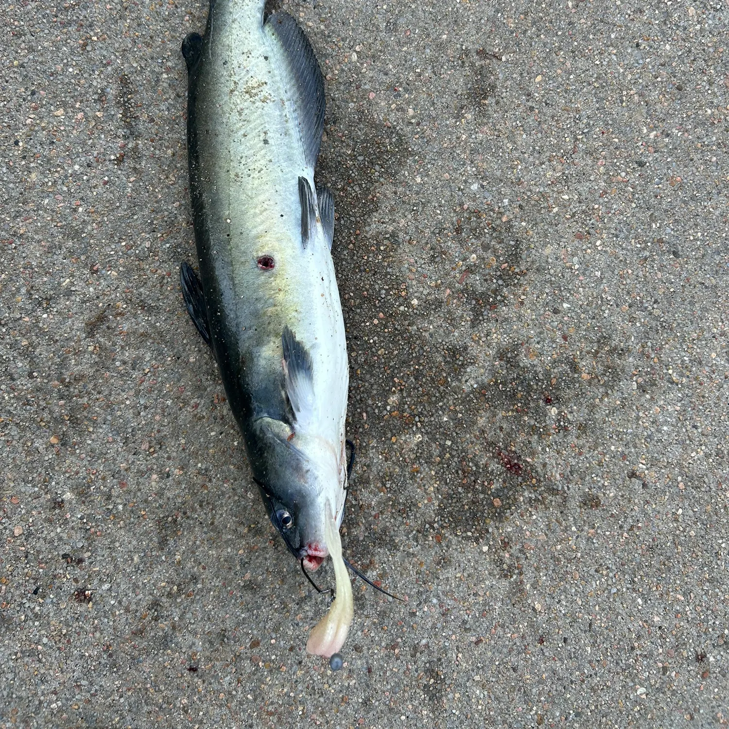 Channel catfish caught on Fishbrain