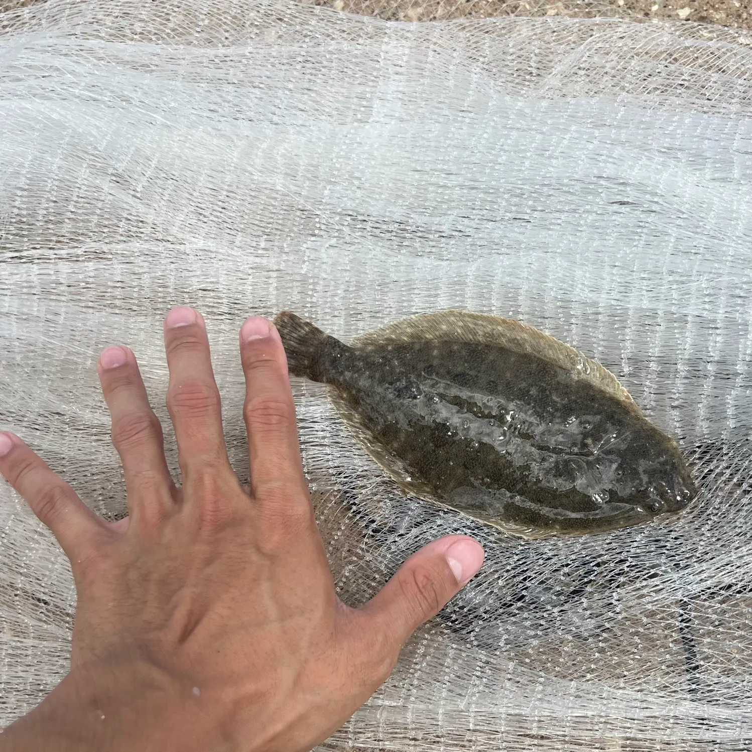 The most recent Southern flounder catches on Fishbrain